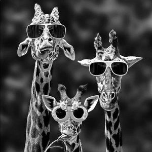 Meet your Posher, Susam